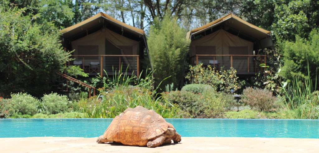 Wildbeest camp in Nairobi