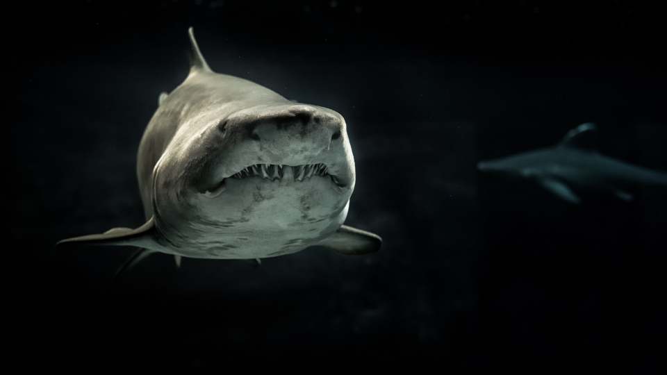 Great white shark