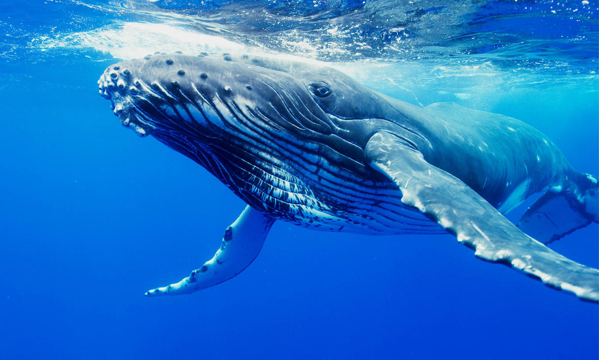 Humpback Whales