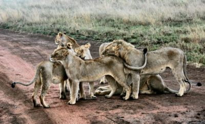African Lion Pride