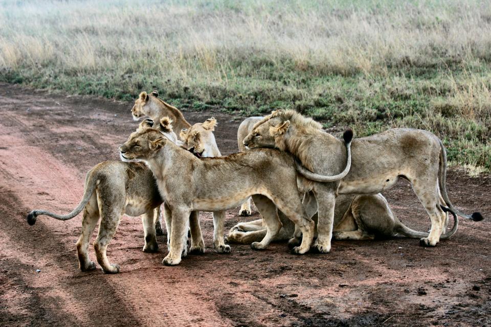 African Lion Pride