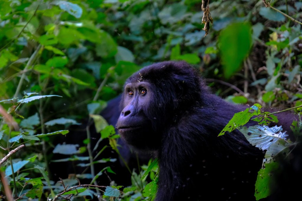 Mountain gorilla in uganda